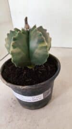 ASTROPHYTUM cv KIKKO Nº 1033 "Variegata" - vaso 15 - Imagem 9