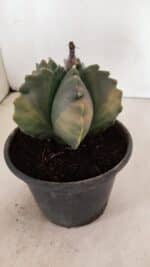 ASTROPHYTUM cv KIKKO Nº 1033 "Variegata" - vaso 15 - Imagem 6