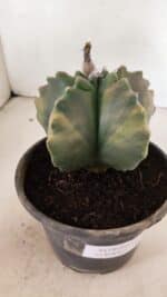 ASTROPHYTUM cv KIKKO Nº 1033 "Variegata" - vaso 15 - Imagem 7