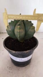 ASTROPHYTUM cv KIKKO Nº 1033 "Variegata" - vaso 15 - Imagem 4