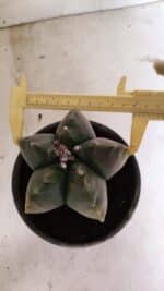 ASTROPHYTUM cv KIKKO Nº 1033 "Variegata" - vaso 15 - Imagem 5