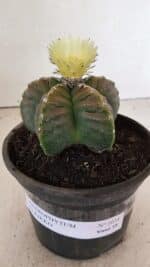ASTROPHYTUM cv KIKKO Nº 1034 – vaso 15 - Imagem 2