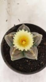 ASTROPHYTUM cv KIKKO Nº 1034 – vaso 15