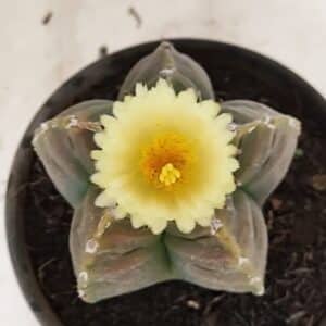 ASTROPHYTUM cv KIKKO Nº 1034 – vaso 15