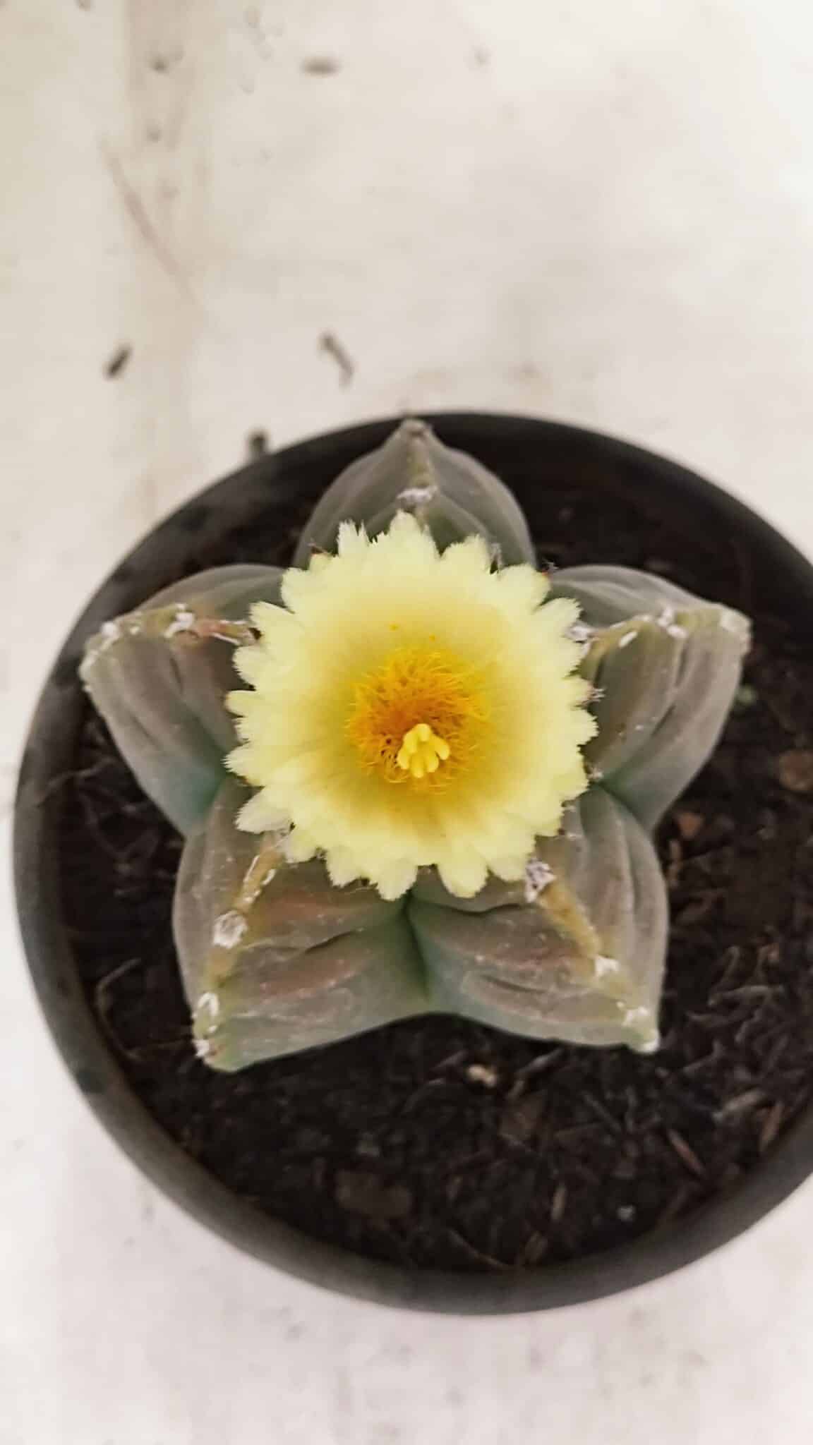 KIKKO 1034 (2) ASTROPHYTUM cv KIKKO Nº 1034 – vaso 15 - Imagem 1