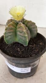 ASTROPHYTUM cv KIKKO Nº 1034 – vaso 15 - Imagem 8