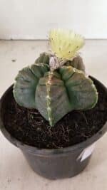 ASTROPHYTUM cv KIKKO Nº 1034 – vaso 15 - Imagem 7