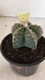 ASTROPHYTUM cv KIKKO Nº 1034 – vaso 15 - Imagem 6