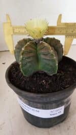 ASTROPHYTUM cv KIKKO Nº 1034 – vaso 15 - Imagem 4