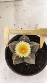 ASTROPHYTUM cv KIKKO Nº 1034 – vaso 15 - Imagem 5