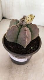 ASTROPHYTUM cv KIKKO Nº 1035 – vaso 15 - Imagem 2