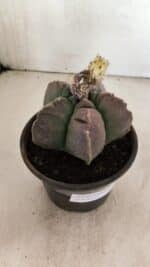 ASTROPHYTUM cv KIKKO Nº 1035 – vaso 15 - Imagem 7