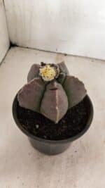 ASTROPHYTUM cv KIKKO Nº 1035 – vaso 15 - Imagem 3
