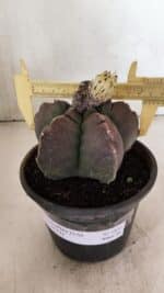 ASTROPHYTUM cv KIKKO Nº 1035 – vaso 15 - Imagem 4