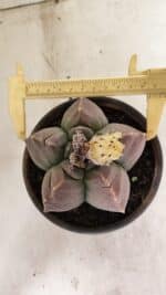 ASTROPHYTUM cv KIKKO Nº 1035 – vaso 15