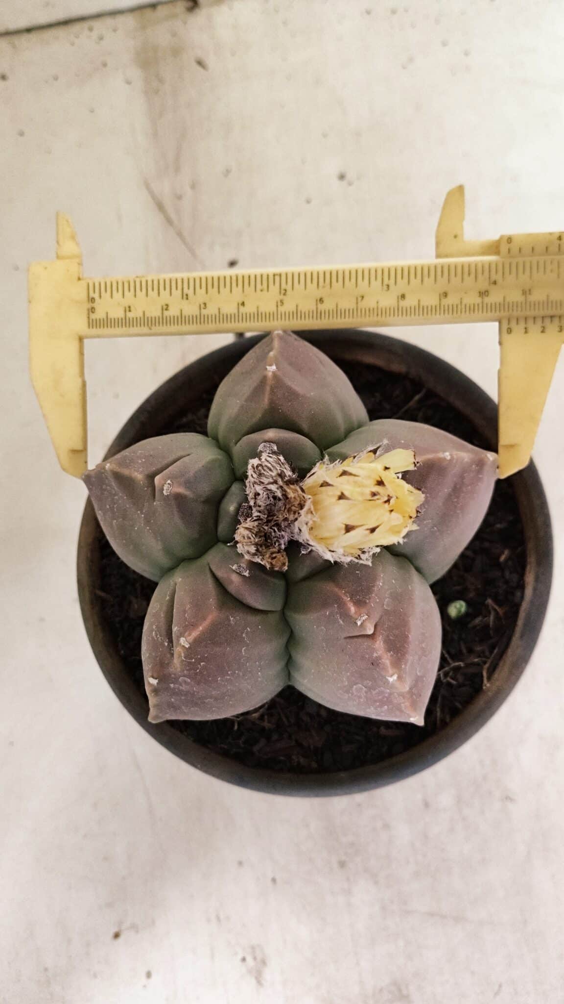 KIKKO 1035 (8) ASTROPHYTUM cv KIKKO Nº 1035 – vaso 15 - Imagem 1