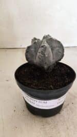 ASTROPHYTUM cv KIKKO "Myriostigma" Nº 1036 – vaso 11 - Imagem 2