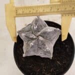 ASTROPHYTUM cv KIKKO "Myriostigma" Nº 1036 – vaso 11