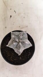 ASTROPHYTUM cv KIKKO "Myriostigma" Nº 1036 – vaso 11 - Imagem 10