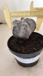 ASTROPHYTUM cv KIKKO "Myriostigma" Nº 1036 – vaso 11 - Imagem 4