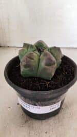 ASTROPHYTUM cv KIKKO Nº 1037 – vaso 15 - Imagem 2