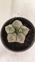 ASTROPHYTUM cv KIKKO Nº 1037 – vaso 15 - Imagem 3