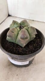 ASTROPHYTUM cv KIKKO Nº 1037 – vaso 15 - Imagem 9