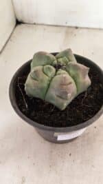 ASTROPHYTUM cv KIKKO Nº 1037 – vaso 15 - Imagem 8
