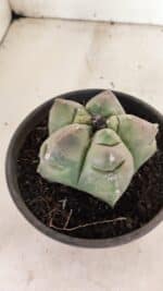 ASTROPHYTUM cv KIKKO Nº 1037 – vaso 15 - Imagem 7