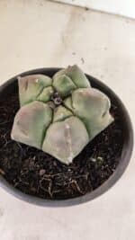 ASTROPHYTUM cv KIKKO Nº 1037 – vaso 15 - Imagem 6