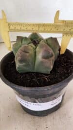 ASTROPHYTUM cv KIKKO Nº 1037 – vaso 15 - Imagem 4