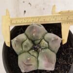 ASTROPHYTUM cv KIKKO Nº 1037 – vaso 15