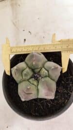 ASTROPHYTUM cv KIKKO Nº 1037 – vaso 15