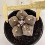 ASTROPHYTUM cv KIKKO Nº 1038 – vaso 15