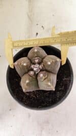 ASTROPHYTUM cv KIKKO Nº 1038 – vaso 15