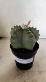 MATRIZ ASTROPHYTUM cv KIKKO Nº 1040 – vaso 15 - Imagem 2