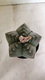 MATRIZ ASTROPHYTUM cv KIKKO Nº 1040 – vaso 15 - Imagem 3