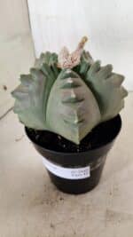 MATRIZ ASTROPHYTUM cv KIKKO Nº 1040 – vaso 15 - Imagem 8