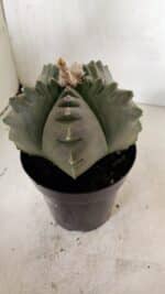 MATRIZ ASTROPHYTUM cv KIKKO Nº 1040 – vaso 15 - Imagem 7