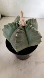 MATRIZ ASTROPHYTUM cv KIKKO Nº 1040 – vaso 15 - Imagem 6