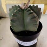 MATRIZ ASTROPHYTUM cv KIKKO  Nº 1040 – vaso 15