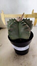 MATRIZ ASTROPHYTUM cv KIKKO Nº 1040 – vaso 15