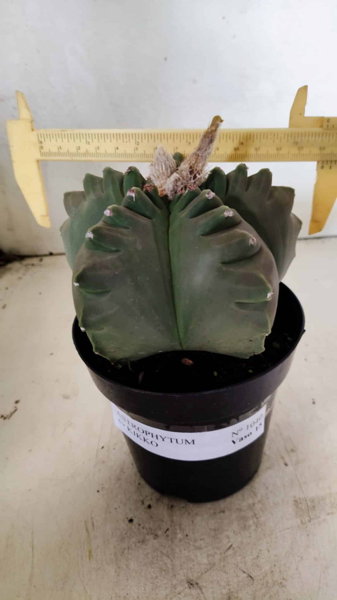 KIKKO 1040 (6) MATRIZ ASTROPHYTUM cv KIKKO Nº 1040 – vaso 15 - Imagem 1