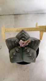 MATRIZ ASTROPHYTUM cv KIKKO Nº 1040 – vaso 15 - Imagem 5