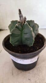 MATRIZ ASTROPHYTUM cv KIKKO  Nº 1041 – vaso 15 - Imagem 2