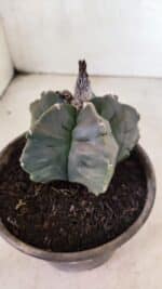 MATRIZ ASTROPHYTUM cv KIKKO  Nº 1041 – vaso 15 - Imagem 7