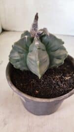 MATRIZ ASTROPHYTUM cv KIKKO  Nº 1041 – vaso 15 - Imagem 6