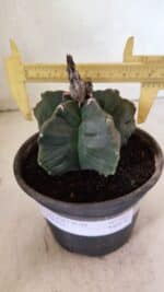 MATRIZ ASTROPHYTUM cv KIKKO  Nº 1041 – vaso 15