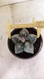 MATRIZ ASTROPHYTUM cv KIKKO  Nº 1041 – vaso 15 - Imagem 5