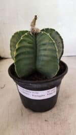 ASTROPHYTUM cv KIKKO Nº 1042 "Variegata" - vaso 15 - Imagem 2